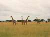 Mbalageti Serengeti - Wildlife 